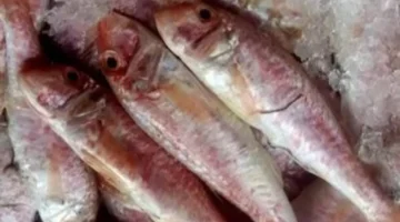 البلطي بـ95 جنيهًا.. تحديث جديد لأسعار الأسماك في أسواق الإسكندرية اليوم